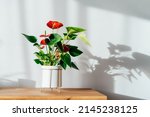 House Plant Red Anthurium In...