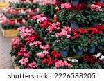 Seasonal blooming winter flowers. Rows of pink and red cyclamen flowers in a pots in the garden store center. Gardening hobby, Selective focus, copy space.