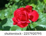 Rosa Veterans Honor, hybrid tea rose that typically grows