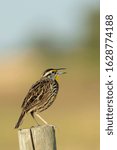 Small photo of Eastern Meadowlark singing while perched on a post