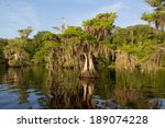 Sunrise in the Cypress Trees at Blue Cypress Lake in Indian River County Florida