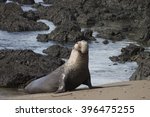 Male Northern Elephant Seal At...