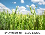 Wheat Field And Blue Sky With...