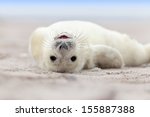Baby Grey Seal (Halichoerus grypus) Relaxing headlong on the Beach 