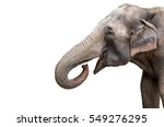 Elephant portrait. Elephant with open mouth. Elephant on a white background. 