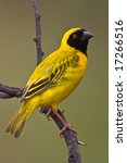 Southern Masked Weaver Male On...