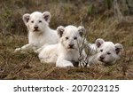 Three New Born White Lion Cubs...