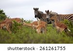 A Herd Of Impala And A Herd Of...