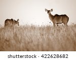 A Herd Of Kudu Cow   Antelope   ...