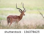 Male Impala Antelope Standing...