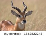 Ugandan Kob Antelope Free...