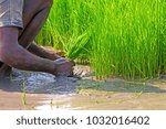 Small photo of Indian farmer pluck up the seedling