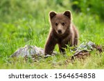 Small photo of Portrait of brown bear, ursus arctos, in its natural habitat. A defenceless baby bear standing on the meadow without his mother and looking innocently into the camera.