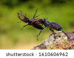 Small photo of Dominant stag beetle, lucanus cervus, holding the defeated one turned upside down in mandibles during a fight on a branch in summer. Insect males battling in green nature.