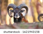 Horizontal Portrait Of Mouflon  ...