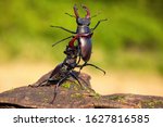 Small photo of Strong stag beetle, lucanus cervus, lifting its rival over head with long mandibles during fierce fight in nature. Two large black insects protecting their territory against each other.