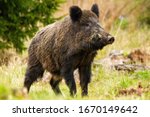 Dominant wild boar, sus scrofa, male sniffing with massive snout with white tusks on meadow. Majestic wild mammal standing on grass in spring from side view