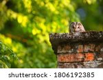 Sleepy Tawny Owl  Strix Aluco ...