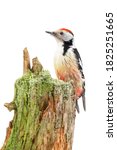 Middle spotted woodpecker, dendrocoptes medius, sitting on stump isolated on white background. Bird with red head observing on tree cut out on blank.