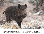 Big wild boar, sus scrofa, walking on meadow in snowing nature. Animal wildlife in winter with trees in background . Brown wild mammal going on white snowy field.