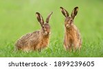 Two brown hares  lepus...