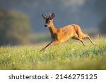 Roe Deer Buck Running Through A ...