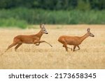 Small photo of Roe deer buck chasing doe on a stubble field in summer rutting season