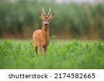 Small photo of Roe deer approaching on green field in summer nature