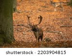 Fallow deer approaching on foliage in forest in autumn