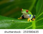 Red Eyed Amazon Tree Frog On...