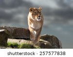 Lion Stood On Outcrop Of Rock...