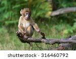 Young Barbary Macaque On Forest ...