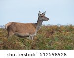 Red Deer Hind in thick bracken/Red Deer Hind/Red Deer Hind (Cervus Elaphus)