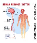 human peripheral nervous system ... | Shutterstock .eps vector #1901367952