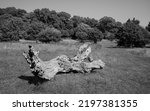 Small photo of Rotting storm damaged tree surrounded by dry grasses and trees on horizon under blue sky during protracted heatwave on the Westwood in Beverley, Yorkshire, UK.