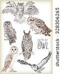 Hand Drawn Owl Vector Set
