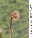 Small photo of Young shoots of Osmunda regalis, or royal fern, "Purpurascens" Osmundaceae family