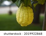 The citron (Citrus medica) is a large fragrant citrus fruit with a thick beef. Rutaceae family. This fruit weighs almost 1000 grams.
