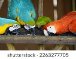Various Parrots Eating  Red And ...
