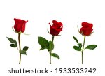 Bunch of rosy roses isolated on ...