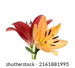 Beautiful Lily Flower Isolate...