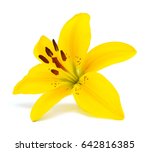 Yellow lily flowers on a white...
