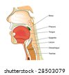 Nose Mouth And Throat Cross Section -Labeled Stock Vector Illustration ...