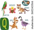 Cute Zoo Alphabet In Vector.Q Letter. Funny Cartoon Animals:Quokka ...