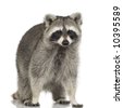 Raccoon Standing On Its Hind Legs And Reaching Up Stock Photo 84599248 ...